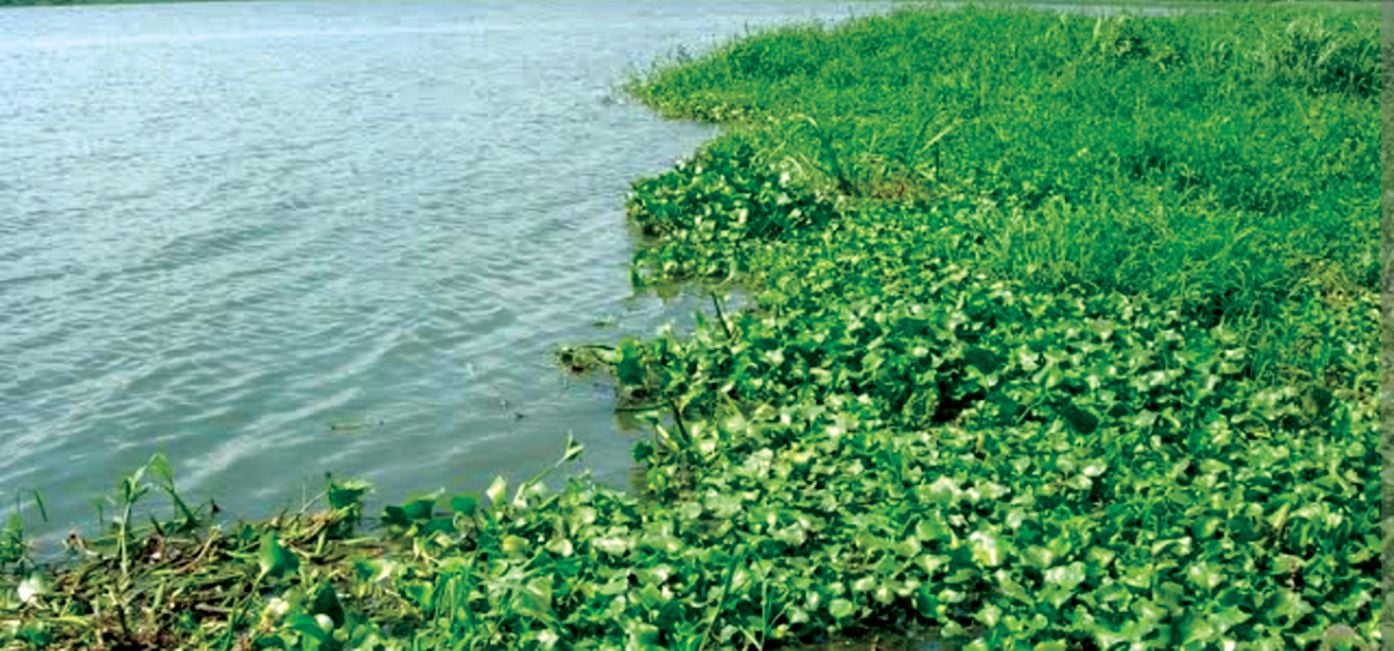 കാഞ്ഞിരപ്പുഴയിൽ പരക്കുന്ന കുളവാഴകൾ