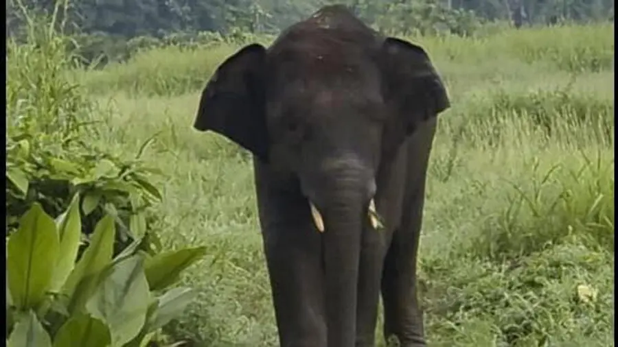 ELEPHANT