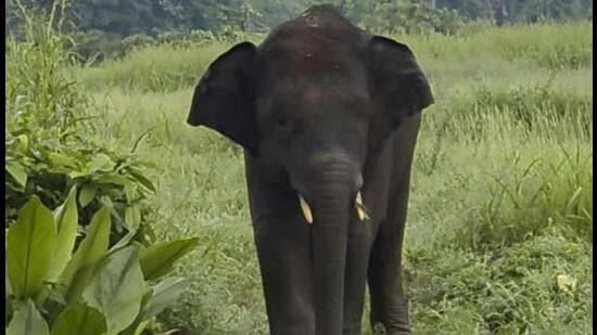 ELEPHANT