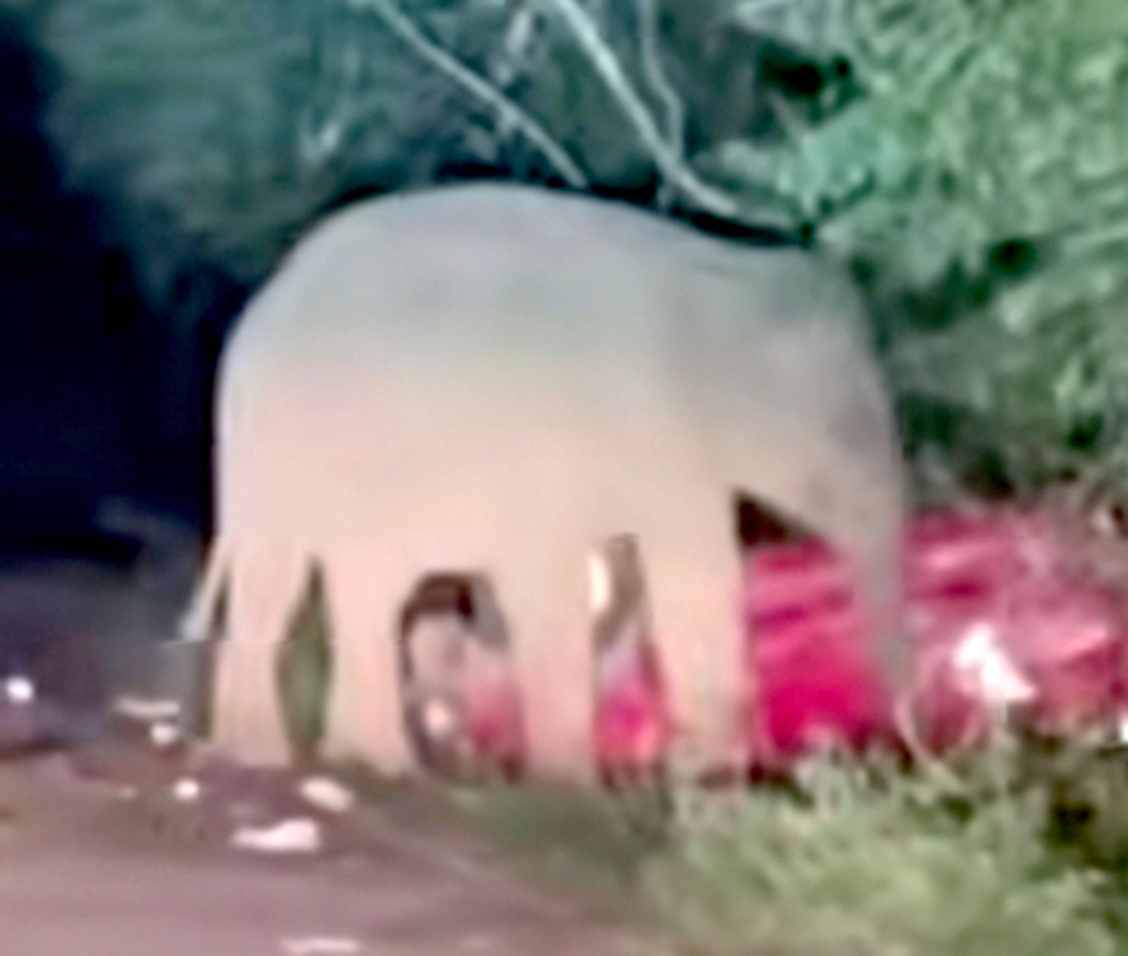 വാച്ചുമരത്ത്‌  കാട്ടാന കാര്‍ തകർക്കുന്നതിന്റെ തത്സമയ ദൃശ്യം 