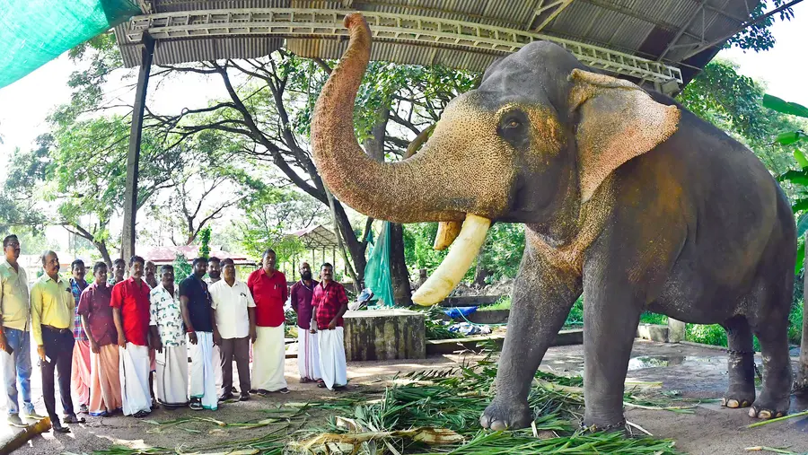 കൊച്ചിൻ ദേവസ്വം ബോർഡ് വടക്കുന്നാഥ ക്ഷേത്രം ആനപ്പറമ്പിൽ സംഘടിപ്പിച്ച പരിശീലന ക്ലാസിനെത്തിയ പാപ്പാൻമാരെ എറണാകുളം ശിവകുമാർ തുമ്പിക്കൈ ഉയർത്തി സ്വീകരിച്ചപ്പോൾ