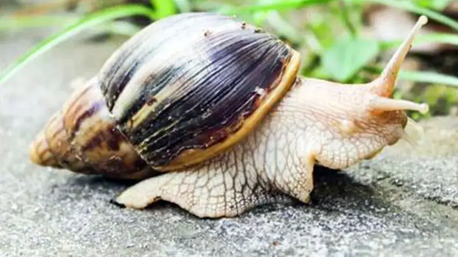 AFRICAN SNAIL