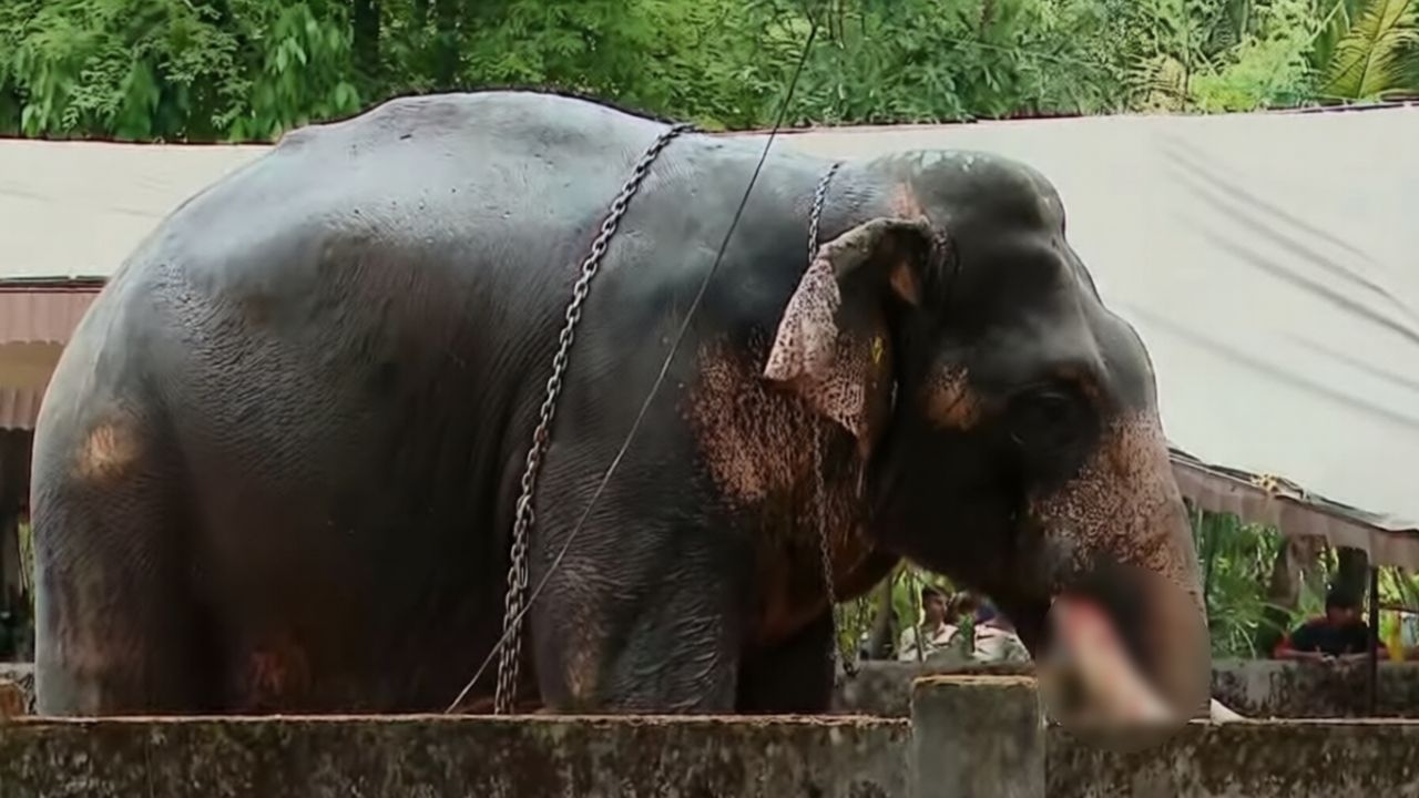 ANGAMALY ELEPHANT ATTACK