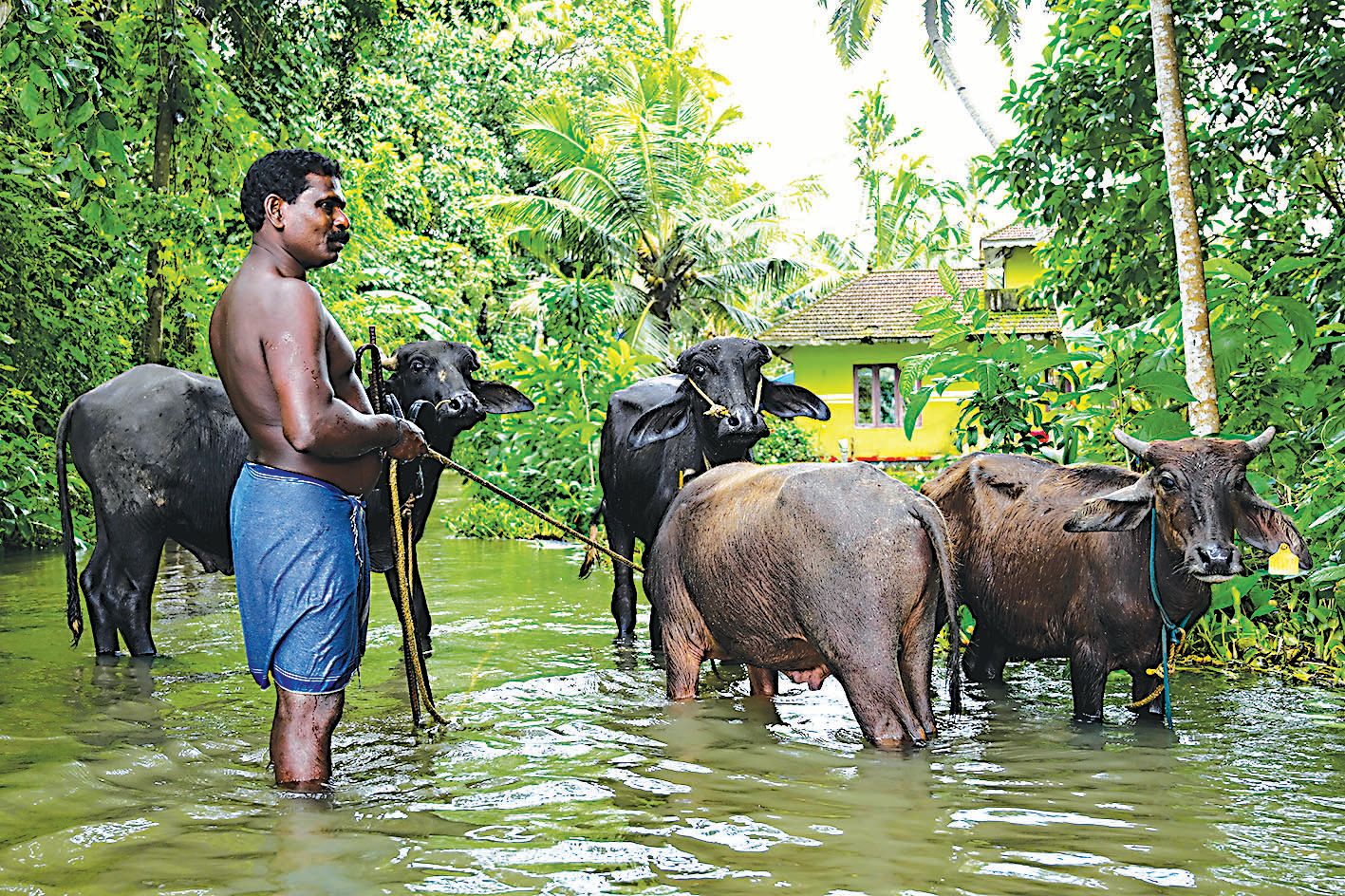 തലവടി സൗത്തിൽ  വെള്ളംകയറിയപ്പോൾ വളർത്തുമൃഗങ്ങളെ സുരക്ഷിത സ്ഥാനത്തേക്ക് മാറ്റുന്ന ക്ഷീരകർഷകൻ 