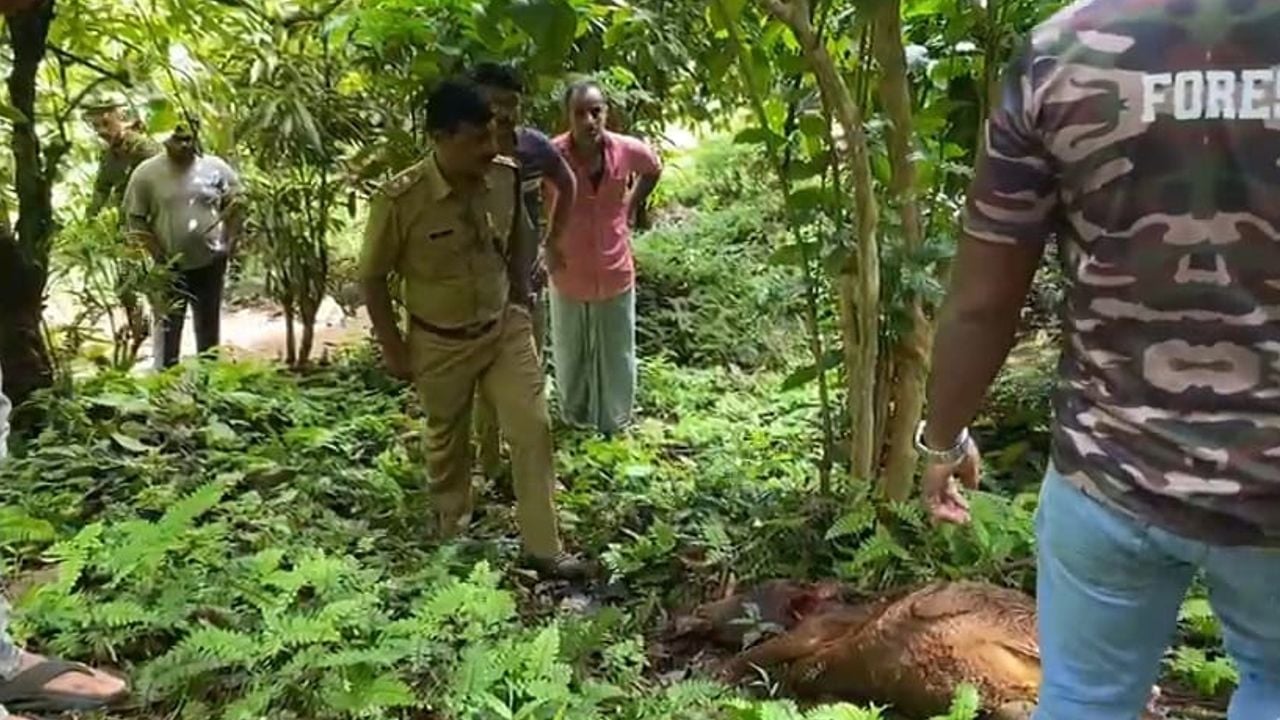 Adakkakkundu Tiger Attack