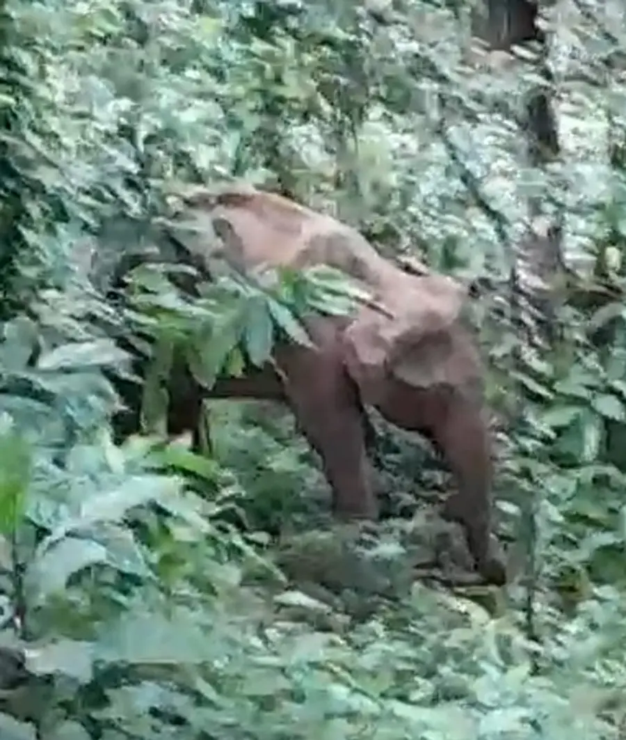 Elephants enter residential areas