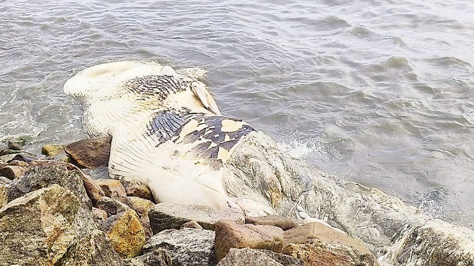 പുറക്കാട് പുന്തല തീരത്ത് ചത്തതിമിംഗിലം അടിഞ്ഞപ്പോൾ 