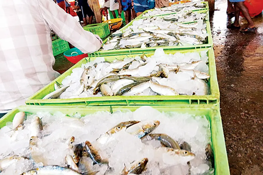 Large sardines caught in boats near Thottapalli coast
