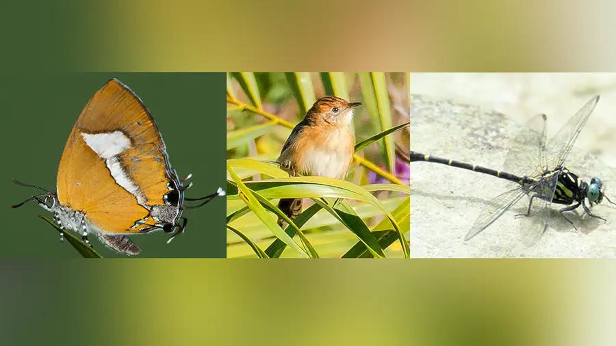 Animal Species