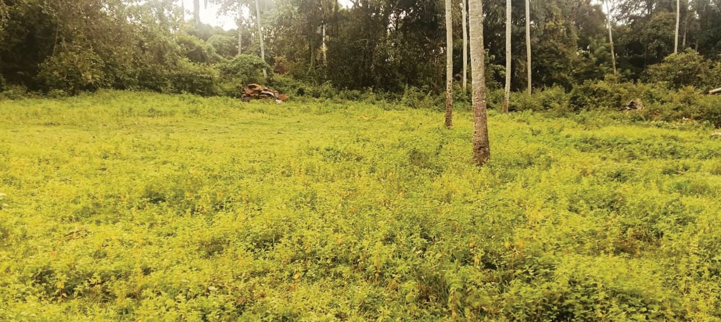 നൂറനാട്‌ പി കൃഷ്‌ണപിള്ള സാംസ്‌കാരികനിലയം നിർമിക്കാൻ കണ്ടെത്തിയ സ്ഥലം