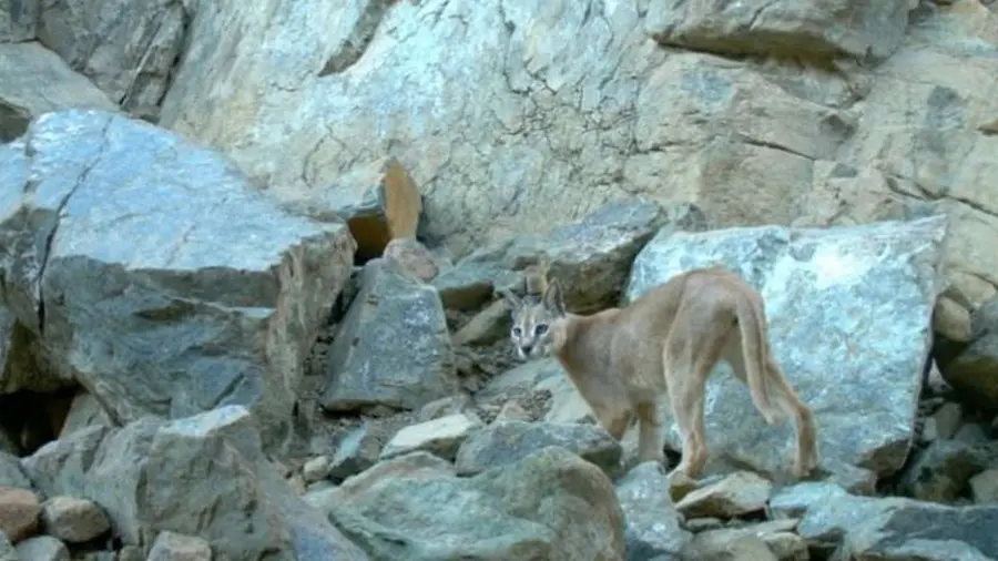 Arabian lynx