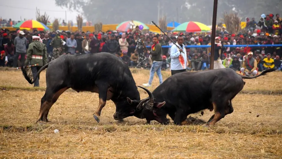 Assam.jpg
