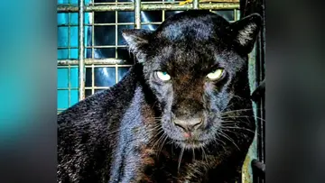 Black Panther