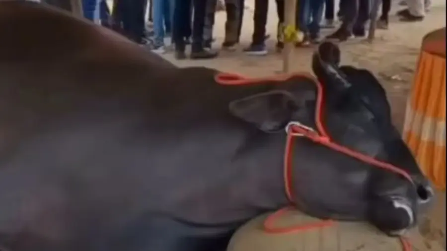 BUFFALLO