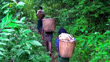 Bamboo.jpg