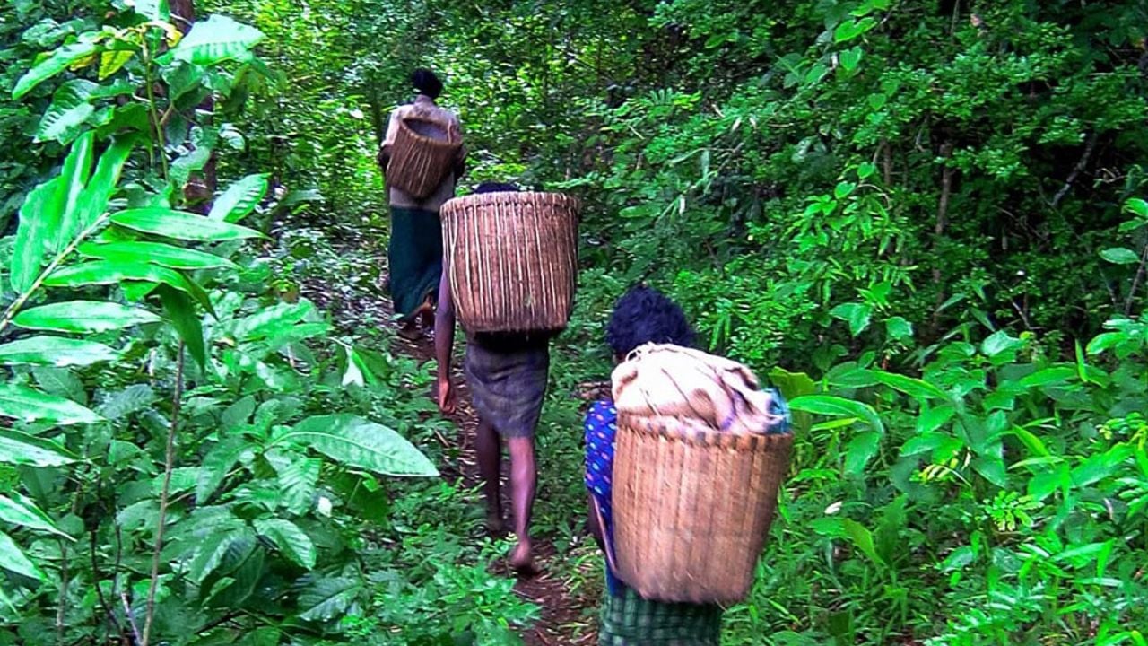 Bamboo.jpg