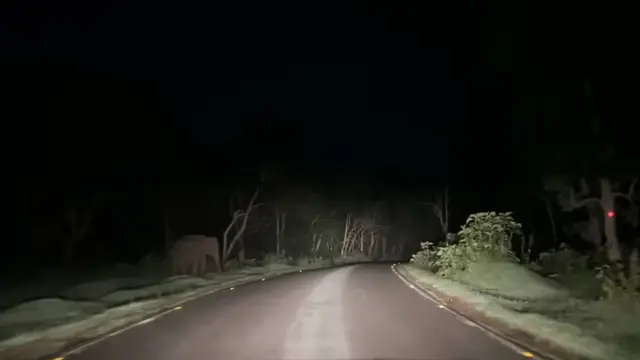 Bandipur Forest Night