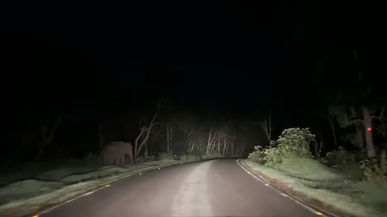 Bandipur Forest Night