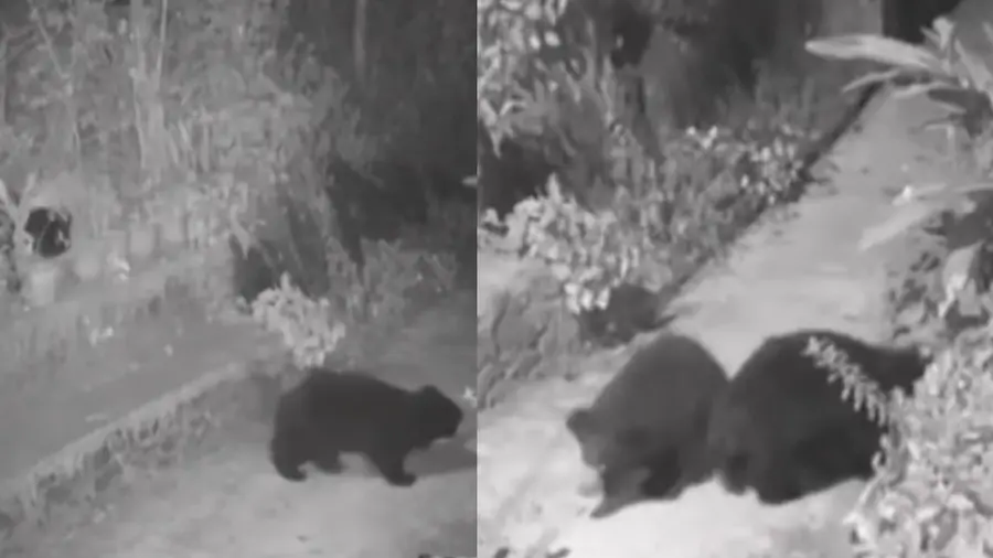 Bears in Idukki.jpg