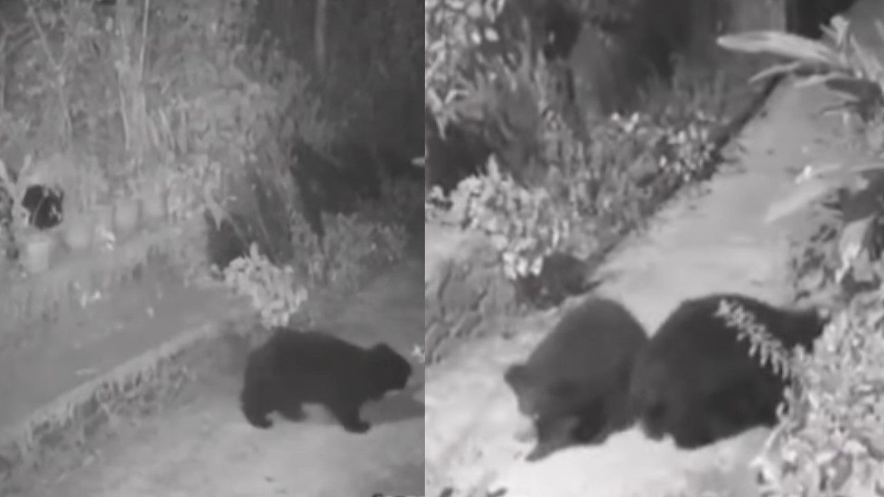 Bears in Idukki.jpg