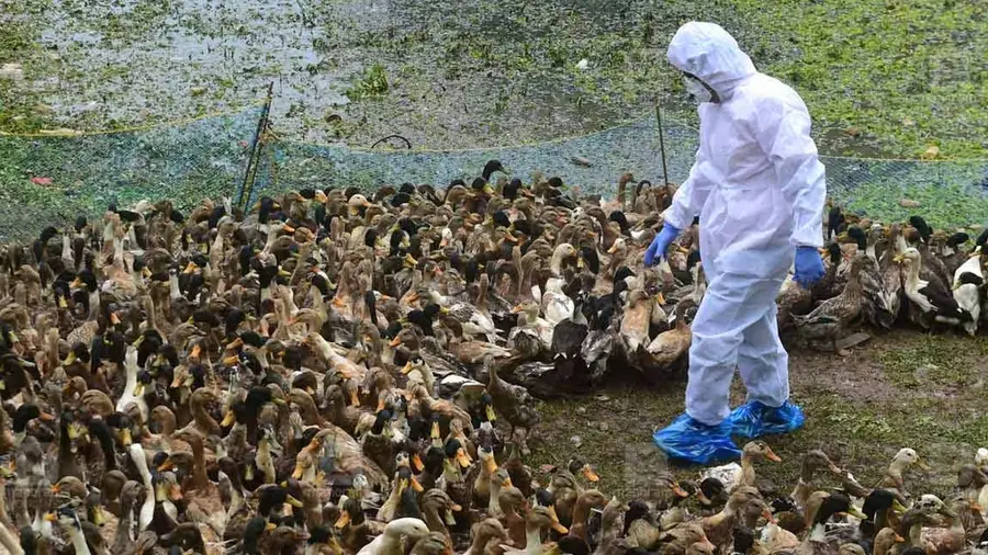 Bird flu.jpg