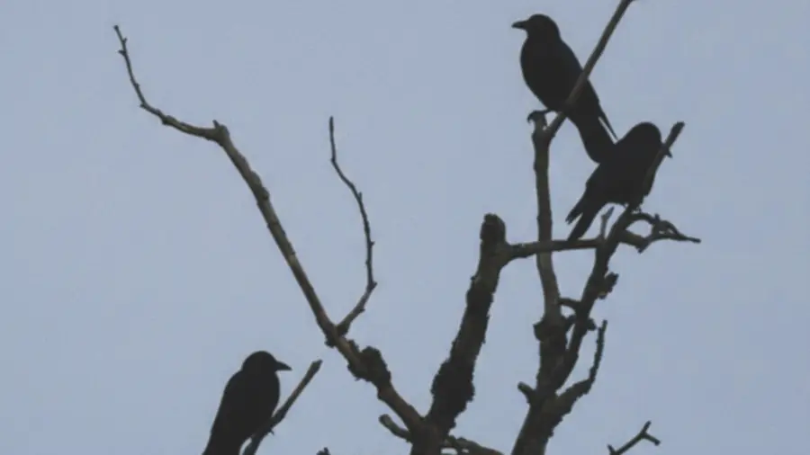 Birds