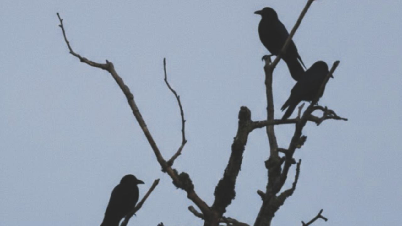 Birds