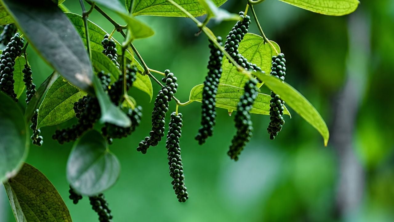 Black pepper
