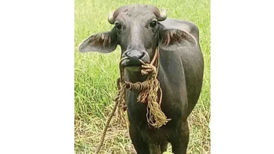 buffallo