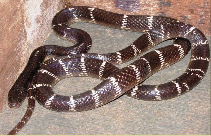 SNAKE