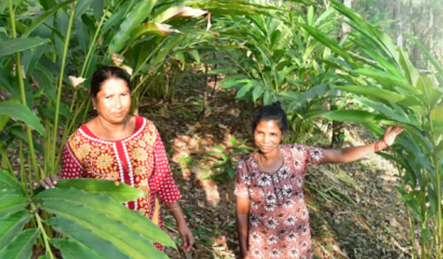 CARDAMOM