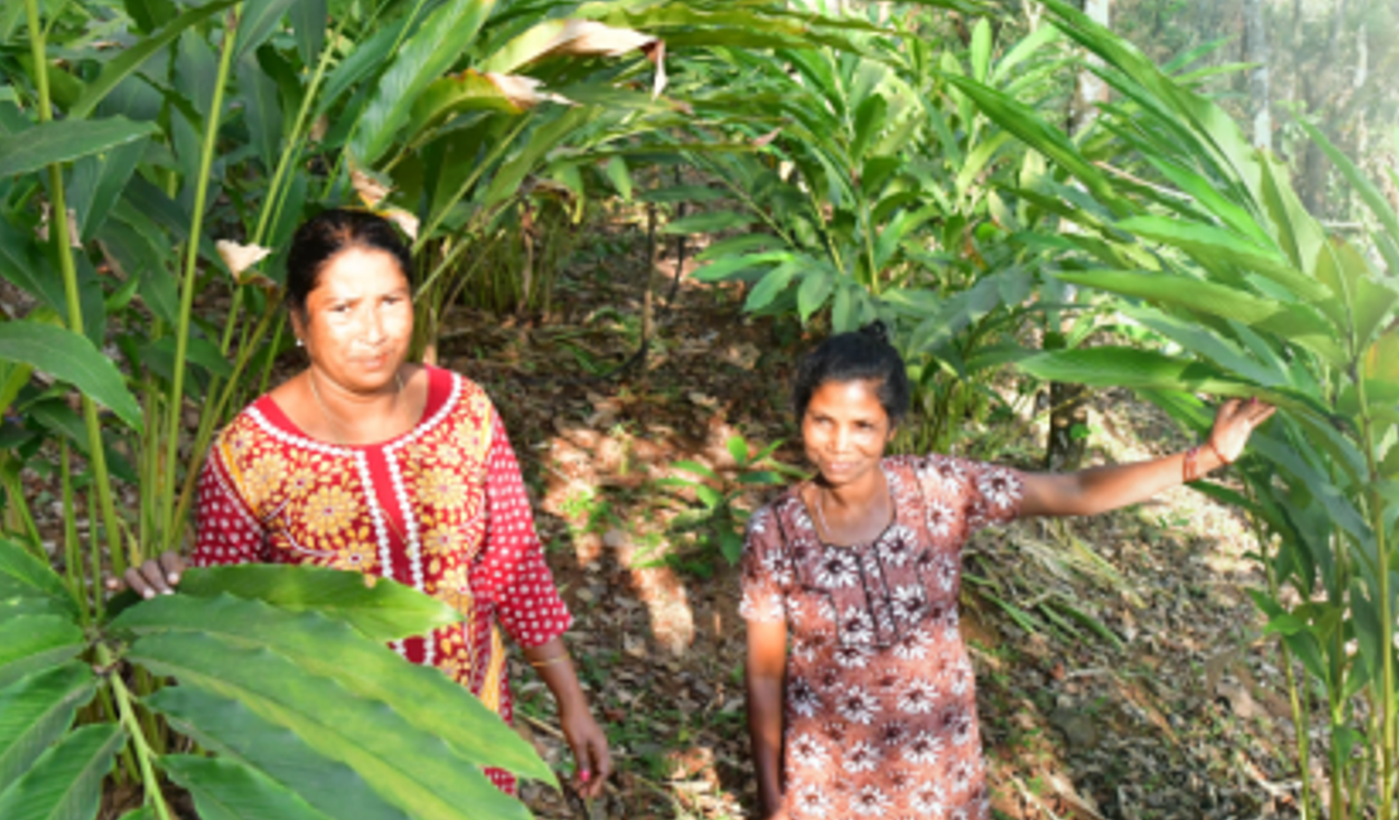 CARDAMOM
