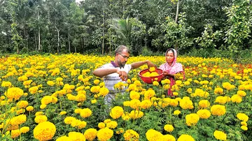കൃഷിയിടത്തില്‍ ചെണ്ടുമല്ലി വിളവെടുക്കുന്ന ഷംസുദ്ദീനും ഭാര്യ ഷബീനയും