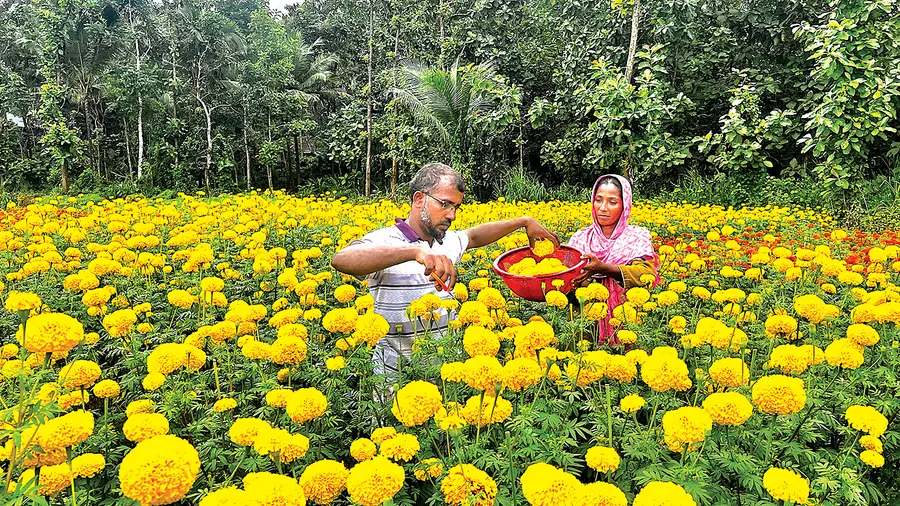 കൃഷിയിടത്തില്‍ ചെണ്ടുമല്ലി വിളവെടുക്കുന്ന ഷംസുദ്ദീനും ഭാര്യ ഷബീനയും