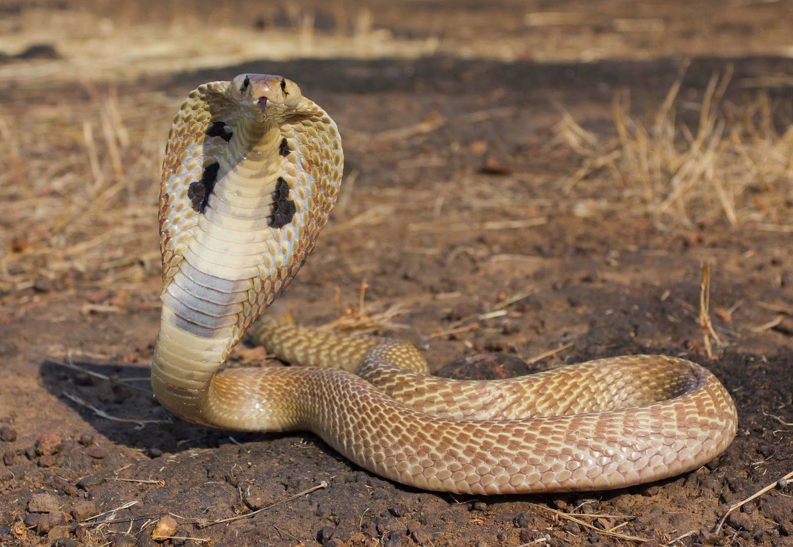 COBRA