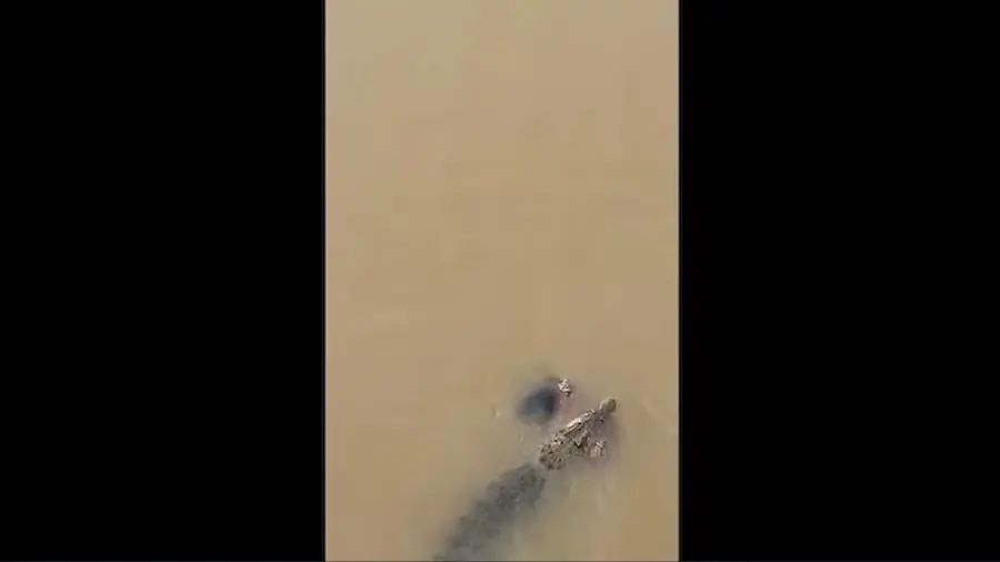 CROCODILE