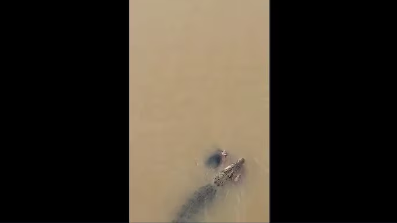 CROCODILE