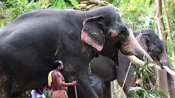 Captive Elephant