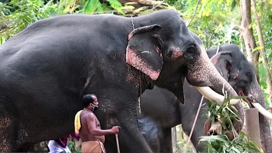 Captive Elephant