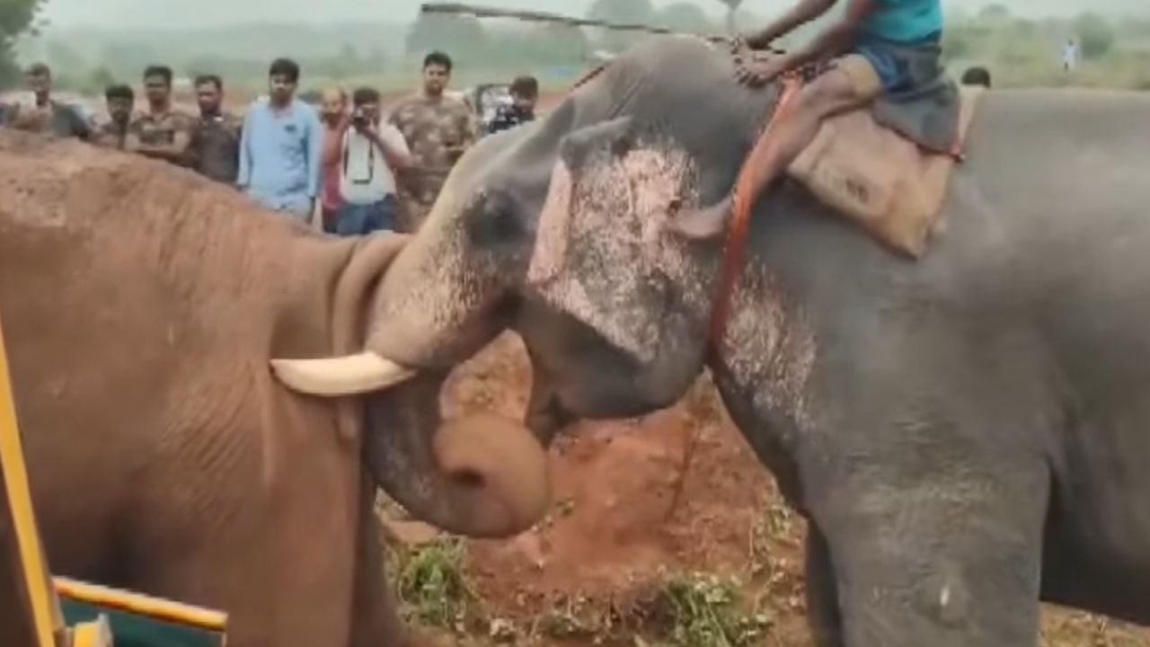 Captured Rolex Elephant from Coimbatore