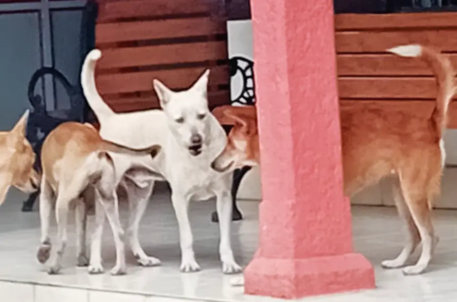 street dog