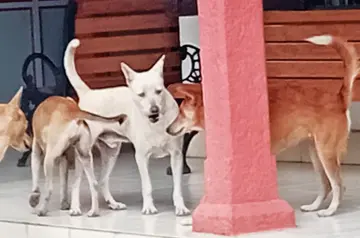 street dog