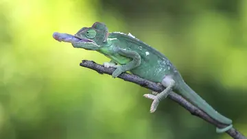 Chameleon
