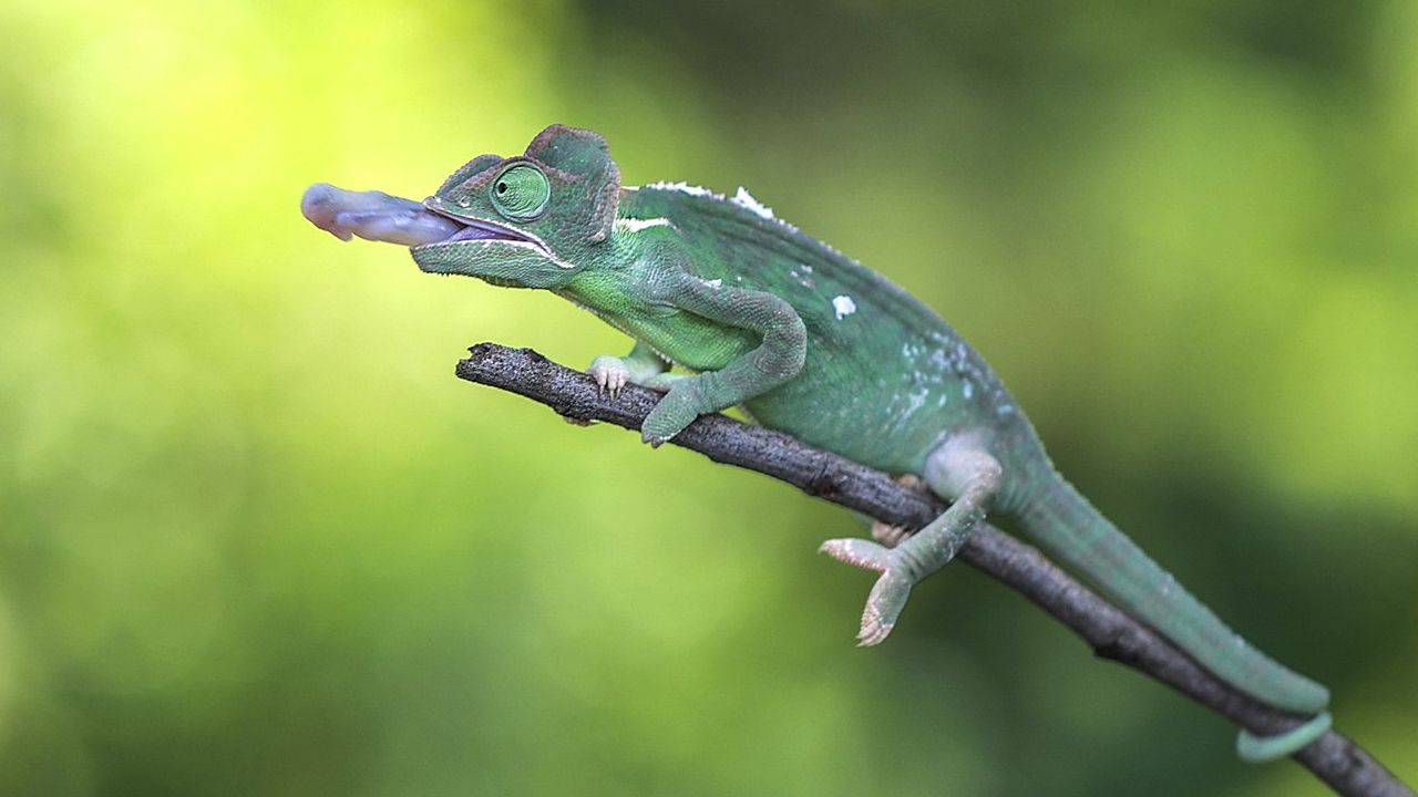 Chameleon