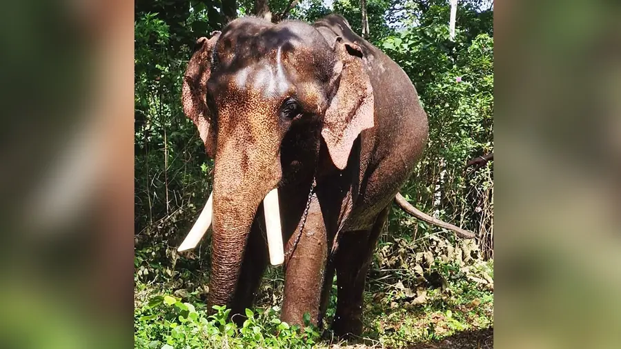 Chandranath elephant