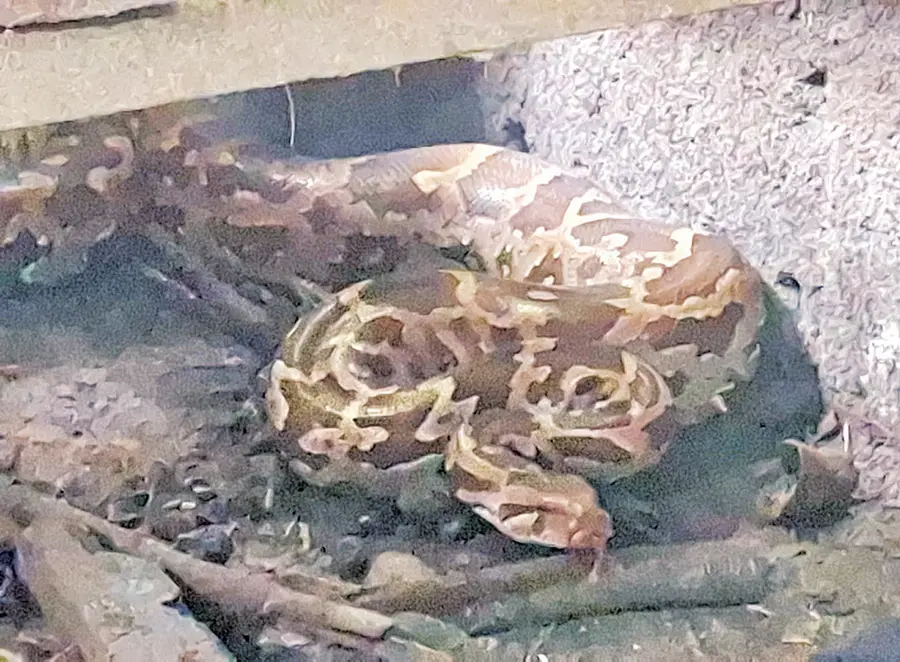 python