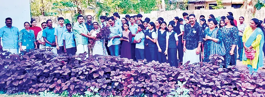 എസ് എൽ പുരം ജി ശ്രീനിവാസമല്ലൻ മെമ്മോറിയൽ ഗവണ്മെന്റ് ഹയർസെക്കൻ്ററി സകൂളിലെ പച്ചക്കറിത്തോട്ടത്തിലെ ചീരകൃഷിയുടെ വിളവെടുപ്പ് ജില്ലാ പഞ്ചായത്ത് ആരോഗ്യ,വിദ്യാഭ്യാസ സ്റ്റാൻ്റിംങ് കമ്മറ്റി സ്ഥിരം സമിതി അധ്യക്ഷൻ എസ് രാധാക്ഷണൻ നിർവ്വഹിക്കുന്നു 
