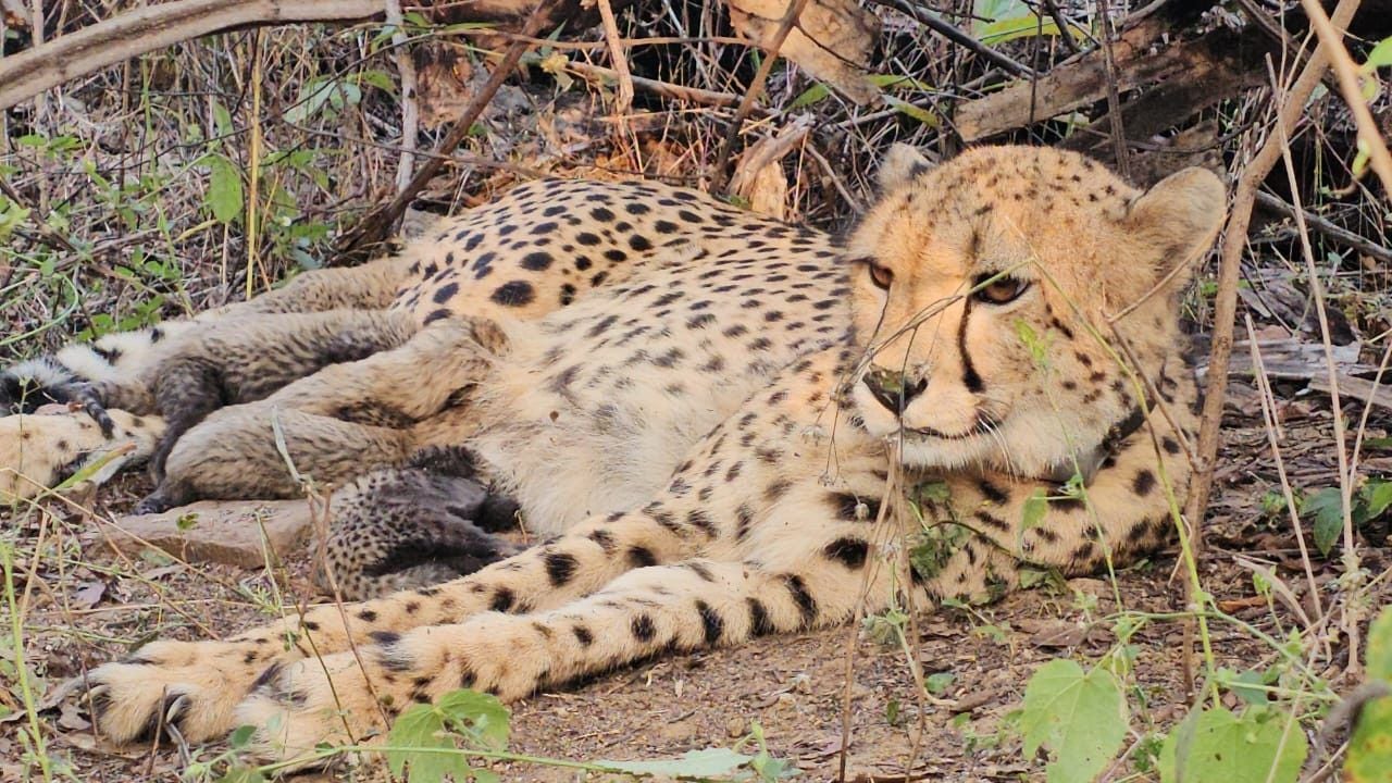 Cheetah.jpg