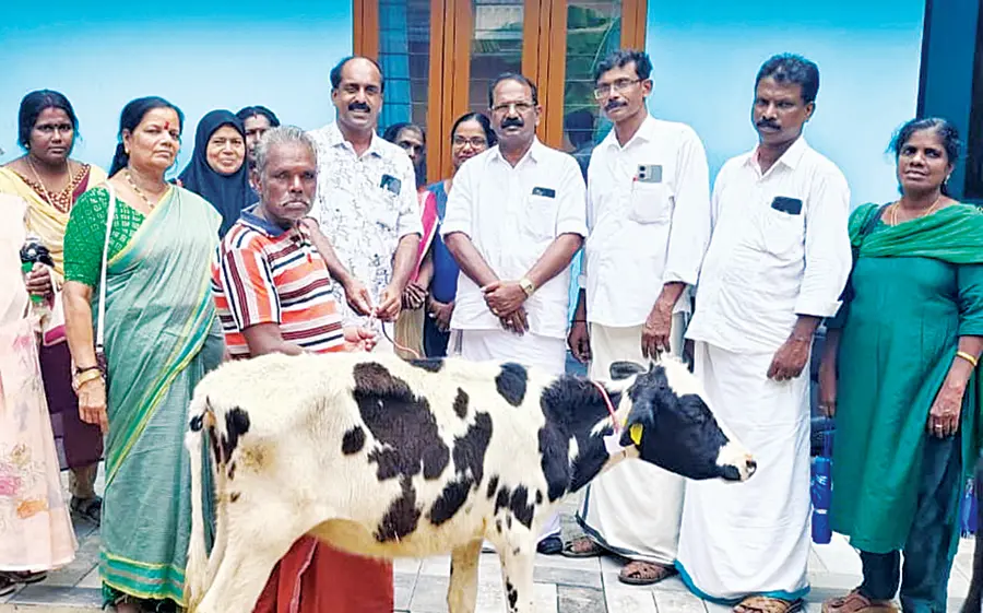 ചെറുതന പഞ്ചായത്ത് വാർഷിക പദ്ധതിയിൽ നൽകിയ പശുക്കിടാവുകളുടെ വിതരണം പ്രസിഡന്റ് ആർ രാജേഷ് ഉദ്ഘാടനംചെയ്യുന്നു