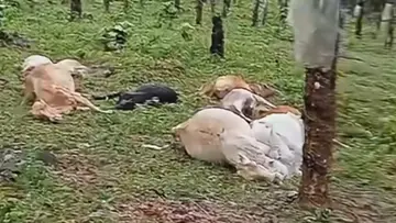 Cheruvally estate cows